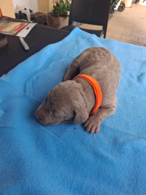 Chiot N°5
