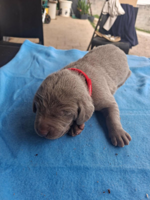 Chiot N°6