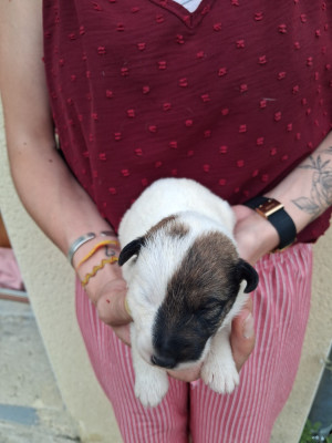 Chiot N°1