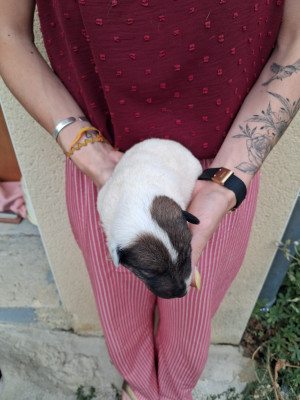 Chiot N°2