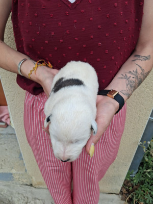 Chiot N°3