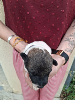 Chiot N°4
