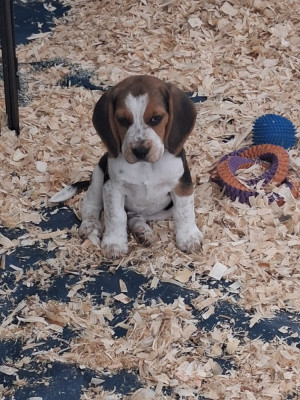 Chiot N°1