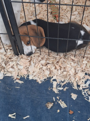 Chiot N°3