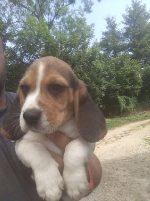 CHIOT