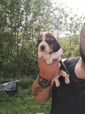 CHIOT