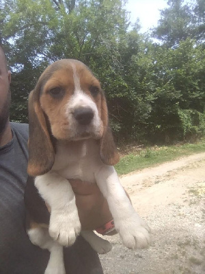 CHIOT