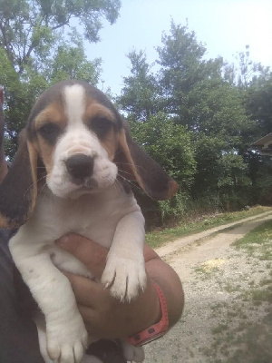 CHIOT