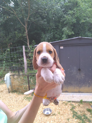 CHIOT 2