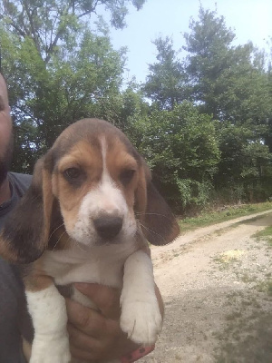 CHIOT