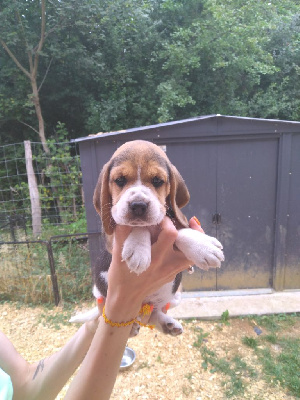 CHIOT 7