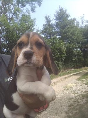 CHIOT