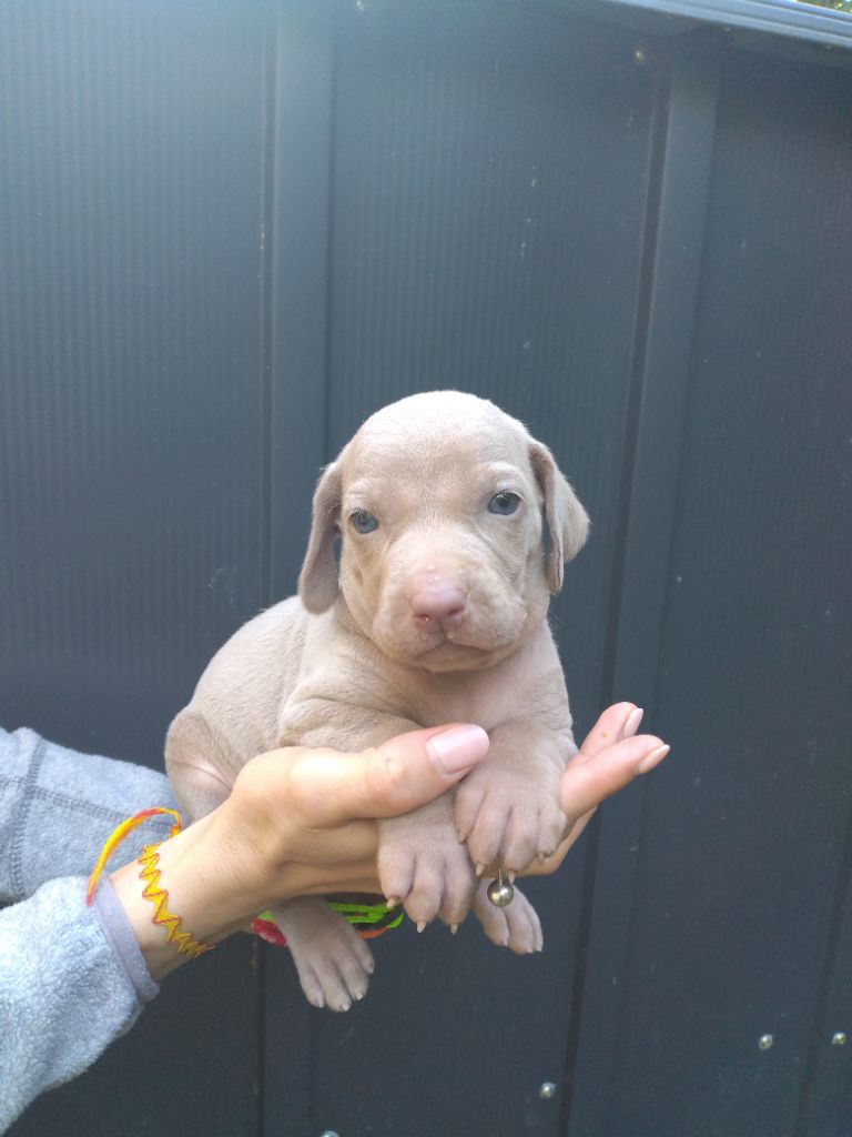 Des Meneurs d'Ariege - Chiots disponibles - Braque de Weimar