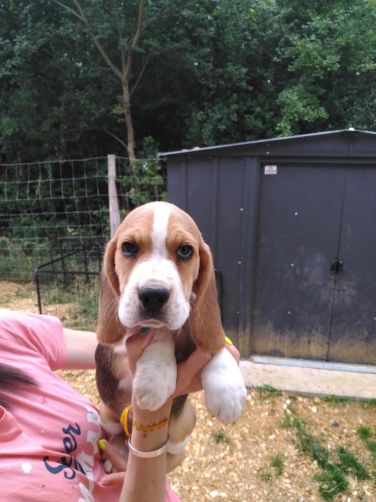 Des Meneurs d'Ariege - Chiots disponibles - Beagle