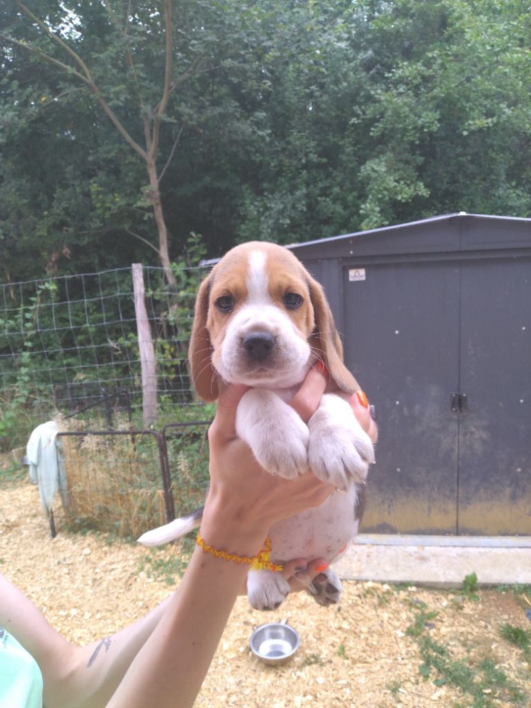 Des Meneurs d'Ariege - Chiots disponibles - Beagle