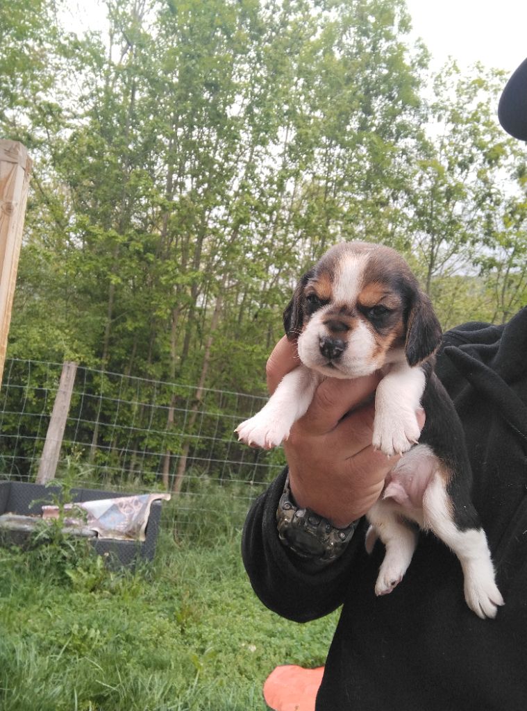 CHIOT