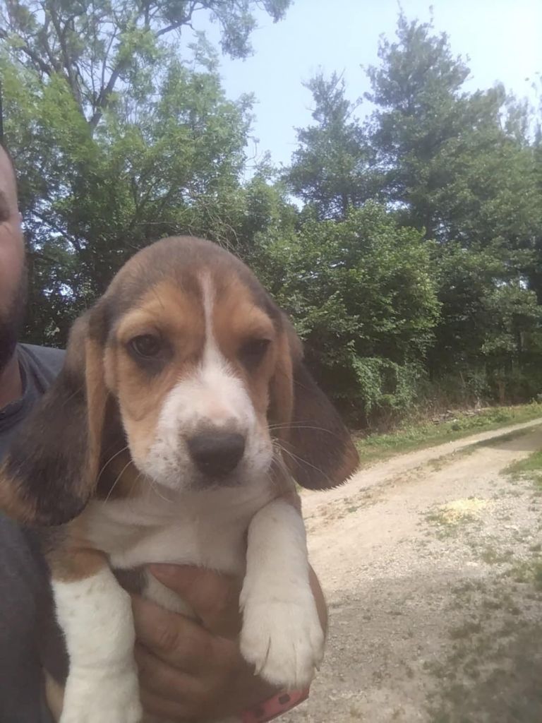 Des Meneurs d'Ariege - Chiots disponibles - Beagle