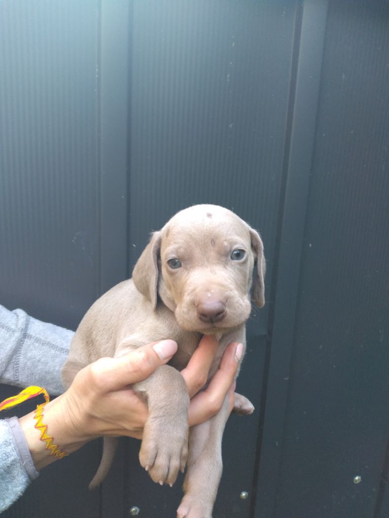 Des Meneurs d'Ariege - Chiots disponibles - Braque de Weimar