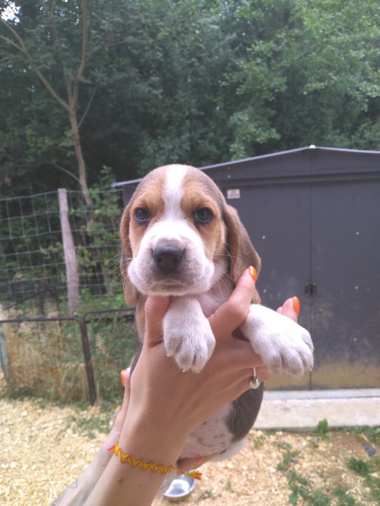 Des Meneurs d'Ariege - Chiots disponibles - Beagle