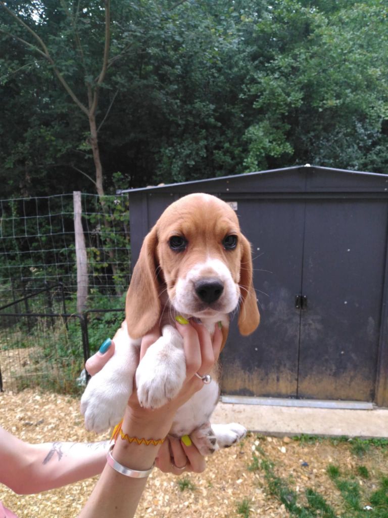 Des Meneurs d'Ariege - Chiots disponibles - Beagle