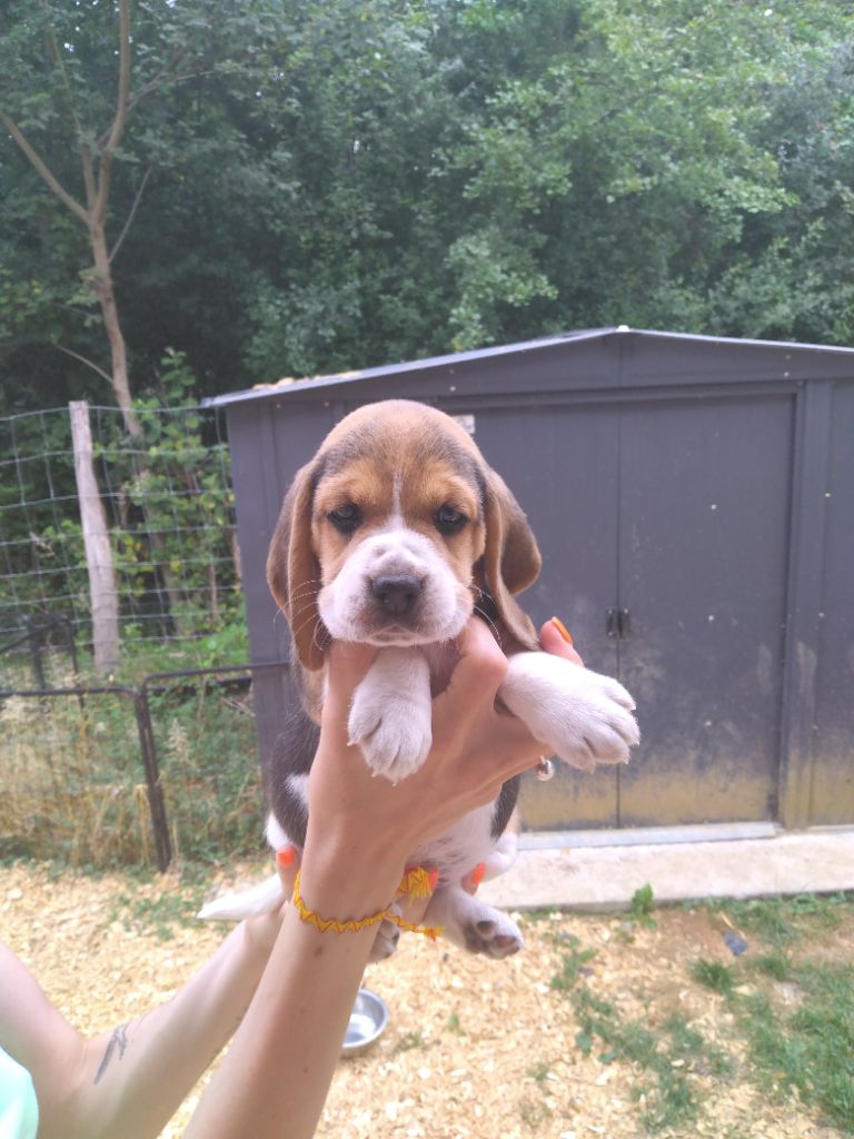 Des Meneurs d'Ariege - Chiots disponibles - Beagle