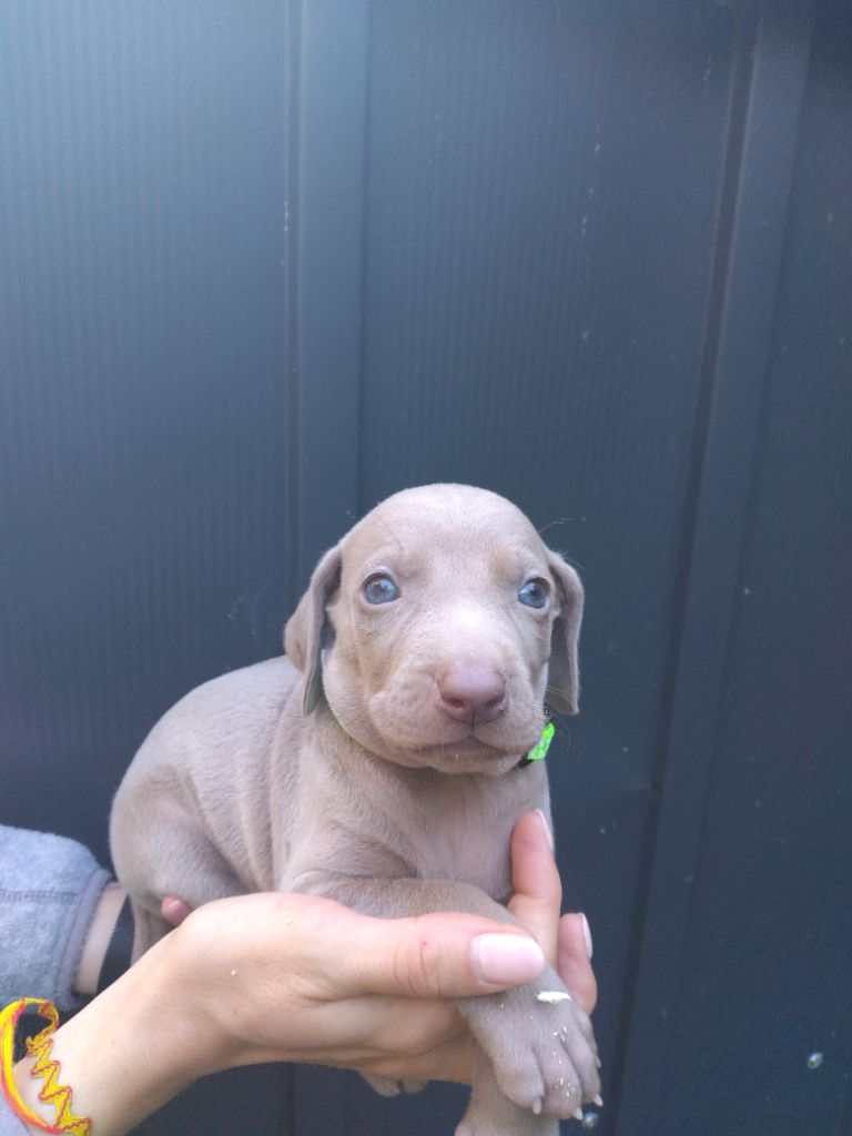 Des Meneurs d'Ariege - Chiots disponibles - Braque de Weimar