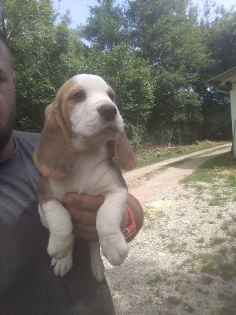 Des Meneurs d'Ariege - Chiots disponibles - Beagle
