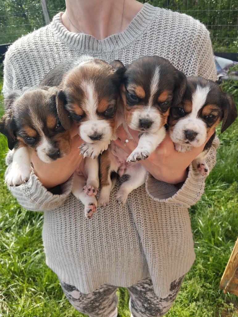 Des Meneurs d'Ariege - Beagle - Portée née le 06/04/2025