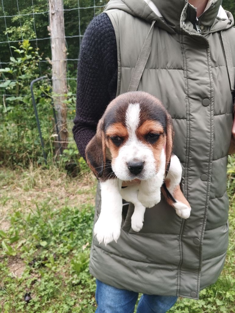 Des Meneurs d'Ariege - Chiots disponibles - Beagle