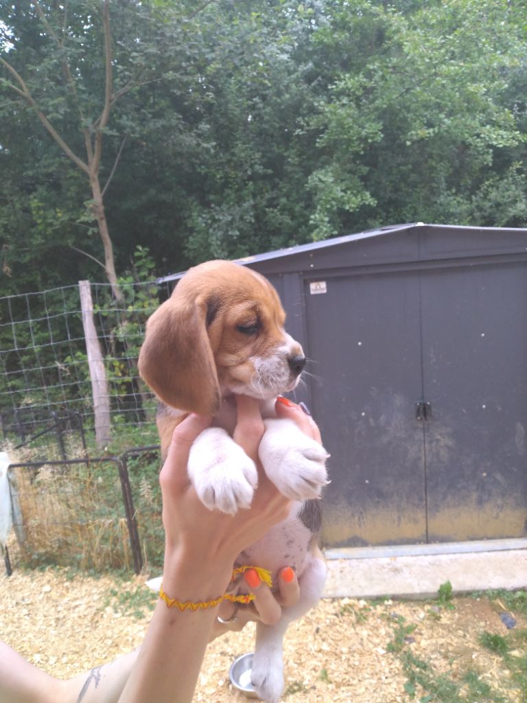 Des Meneurs d'Ariege - Chiots disponibles - Beagle