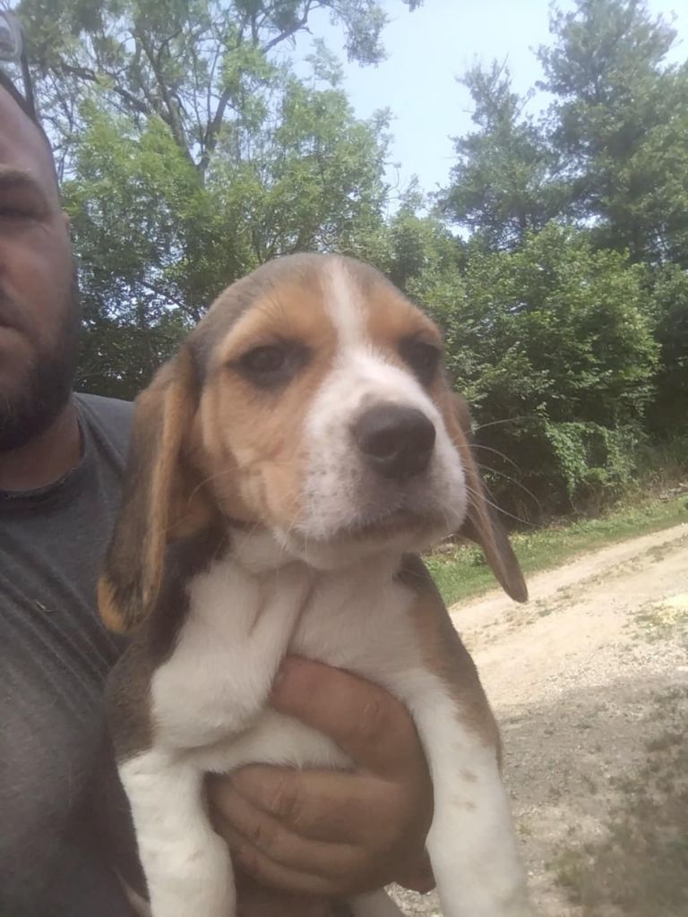 Des Meneurs d'Ariege - Chiots disponibles - Beagle