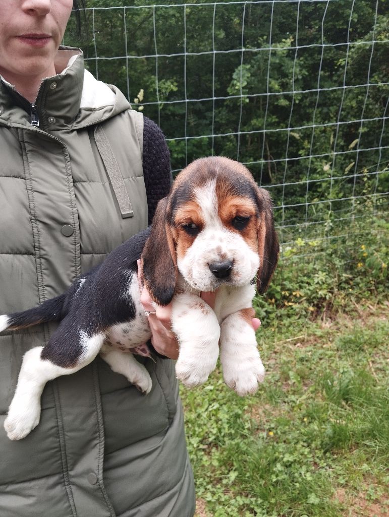 Des Meneurs d'Ariege - Chiots disponibles - Beagle